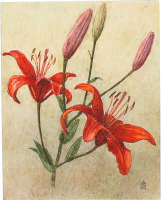 Шипиленко Александр Кузьмич. Лилия 